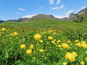 68 Trollius europaeus (Botton d'oro), con vista in Tre Pizzi e Spondone 
